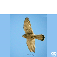 گونه دلیجه Common Kestrel